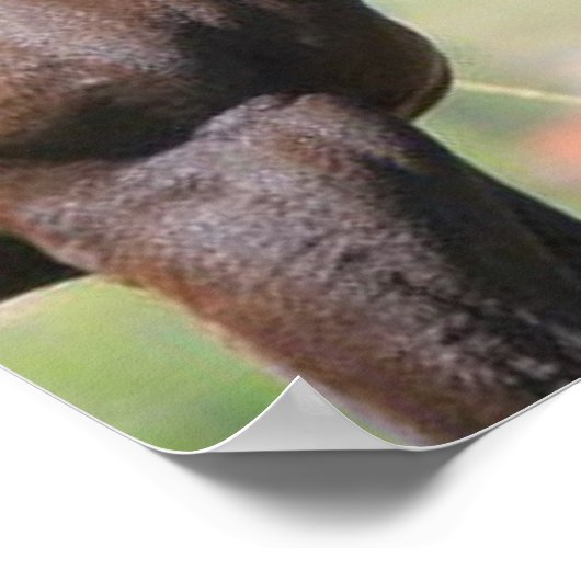 馬の目を通して ポスター (角)