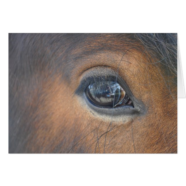 馬の目 (正面横)