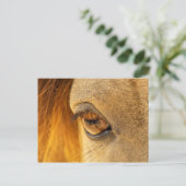 馬の目 ポストカード (スタンド正面)