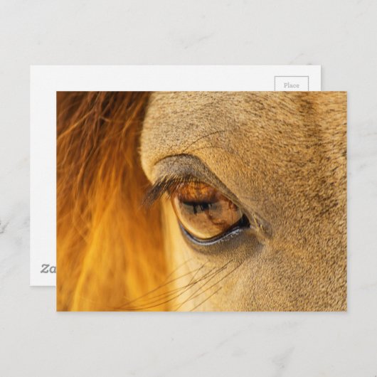 馬の目 ポストカード (正面/裏面)