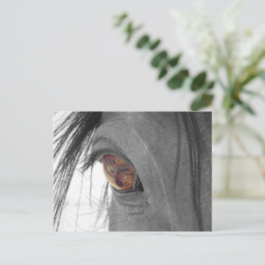 馬の目II ポストカード (スタンド正面)