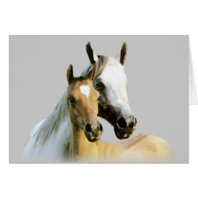 馬の相棒カード (正面横)