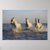 馬の紋章 ポスター (正面)