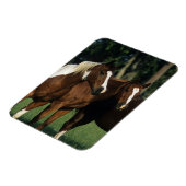 馬の絵を描群立 マグネット (左側)