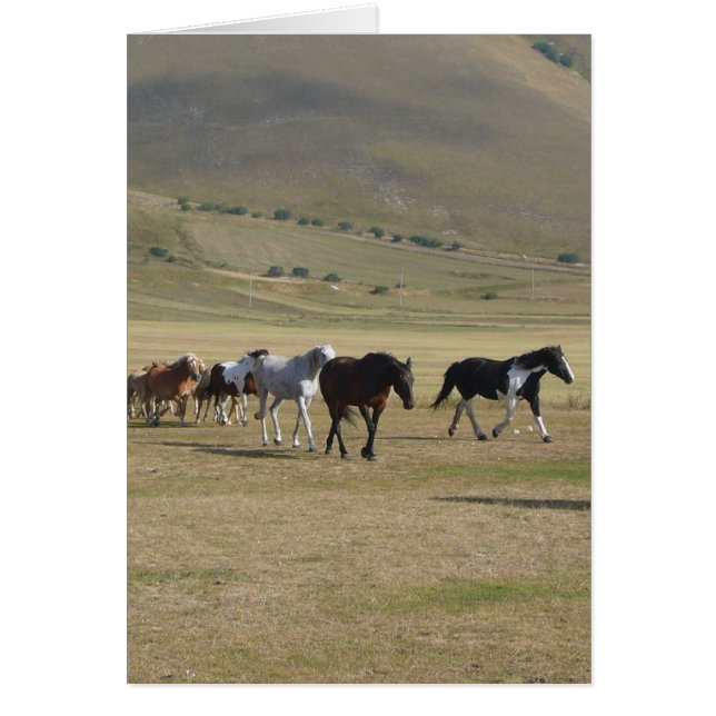 馬の群れ (正面)