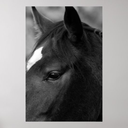 馬の群れ ポスター (正面)