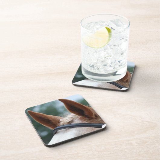 馬の耳 コースター (右側)