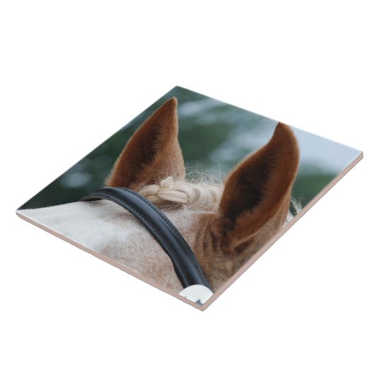 馬の耳 タイル (側面)