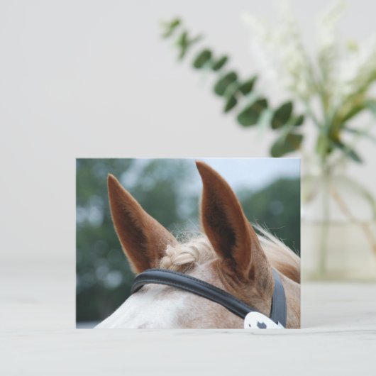 馬の耳 ポストカード (スタンド正面)