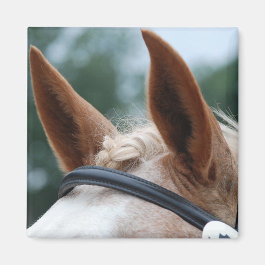 馬の耳 マグネット (正面)