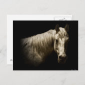 馬の肖像画VI ポストカード (正面/裏面)