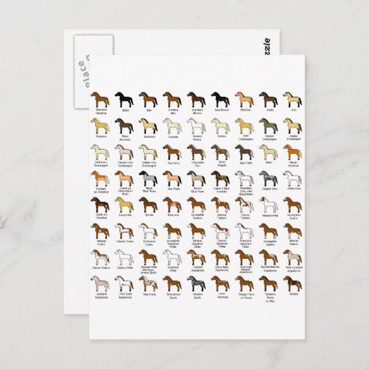 馬の色 ポストカード (正面/裏面)