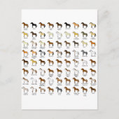 馬の色 ポストカード (正面)