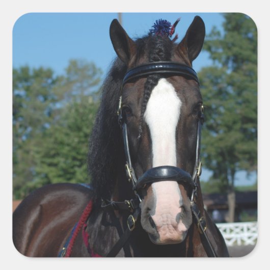 馬の荷車を引くショー スクエアシール (正面)
