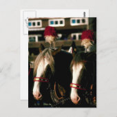 馬の荷車を引くタンデム ポストカード (正面/裏面)