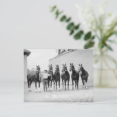 馬の表示， 1912 ポストカード (スタンド正面)