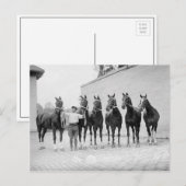 馬の表示， 1912 ポストカード (正面/裏面)