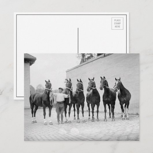 馬の表示， 1912 ポストカード (正面/裏面)