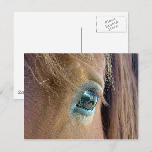 馬の視覚 ポストカード (正面/裏面)