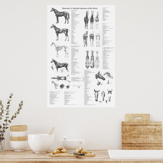 馬の解剖学のポスター骨格と筋肉 ポスター (キッチン)