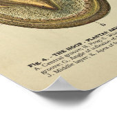 馬の足フーフー解剖学の獣医学チャート ポスター (角)