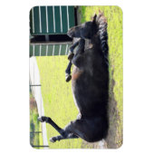 馬の転が可撓磁石 マグネット (縦)