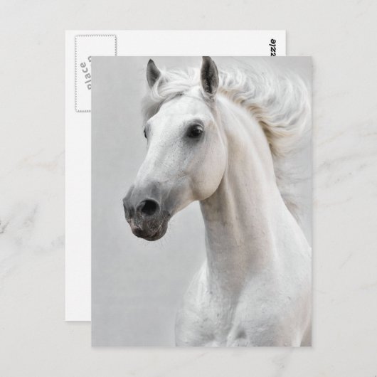 馬の郵便はがき ポストカード (正面/裏面)