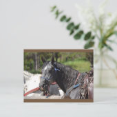 馬の郵便はがき、道の馬 ポストカード (スタンド正面)