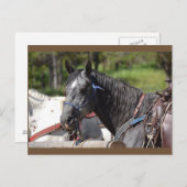 馬の郵便はがき、道の馬 ポストカード (正面/裏面)
