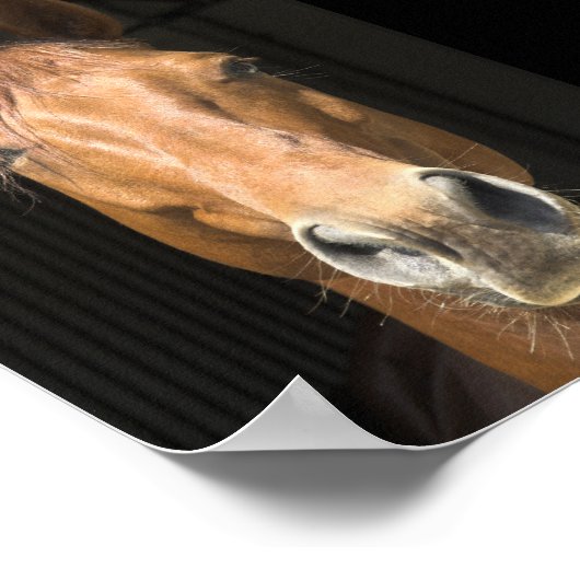 馬の顔写真 ポスター (角)