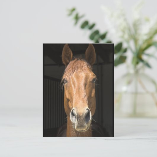 馬の顔写真 ポストカード (スタンド正面)