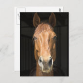 馬の顔写真 ポストカード (正面/裏面)
