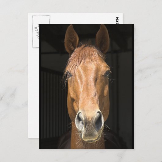 馬の顔写真 ポストカード (正面/裏面)