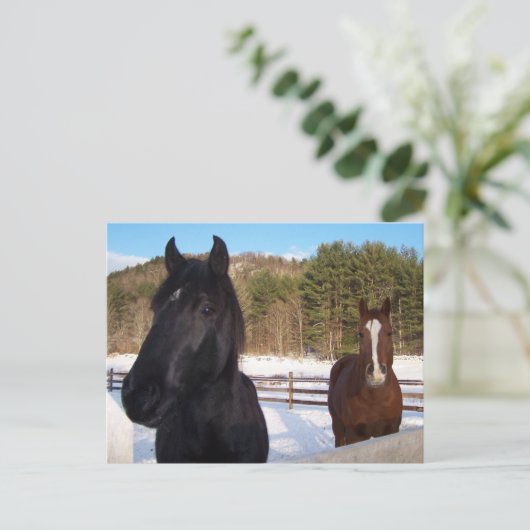 馬の香り ポストカード (スタンド正面)