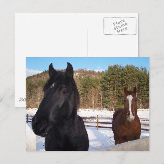 馬の香り ポストカード (正面/裏面)