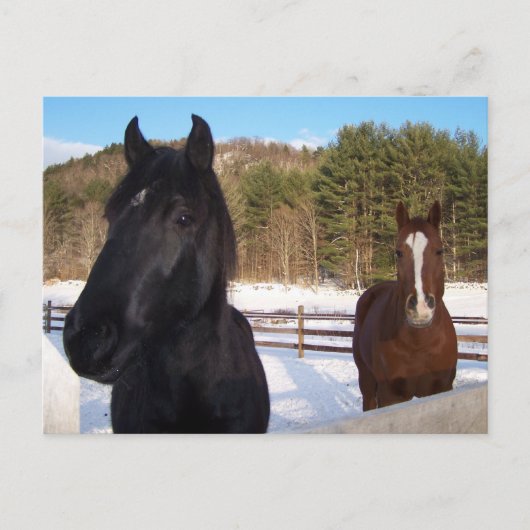馬の香り ポストカード (正面)