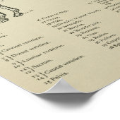 馬の骨格解剖学プリント ポスター (角)