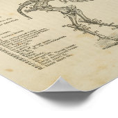 馬の骨格解剖学プリント ポスター (角)