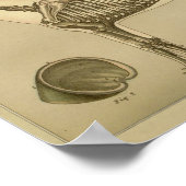 馬の骨格解剖学プリント ポスター (角)