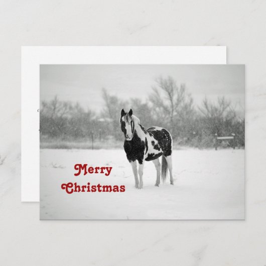 馬の黒と白の雪の写真クリスマス ポストカード (正面/裏面)