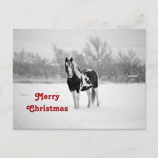 馬の黒と白の雪の写真クリスマス ポストカード (正面)