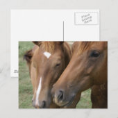 馬の鼻はがき ポストカード (正面/裏面)