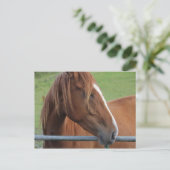 馬はがき1 ポストカード (スタンド正面)