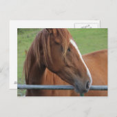 馬はがき1 ポストカード (正面/裏面)