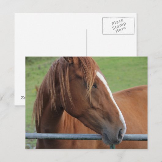 馬はがき1 ポストカード (正面/裏面)