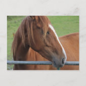 馬はがき1 ポストカード (正面)