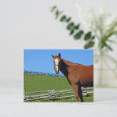 馬はがき ポストカード (スタンド正面)