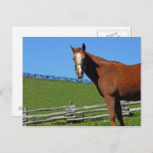 馬はがき ポストカード (正面/裏面)