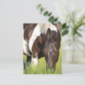 馬はがき ポストカード (スタンド正面)