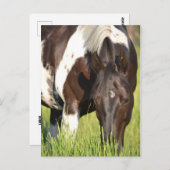 馬はがき ポストカード (正面/裏面)